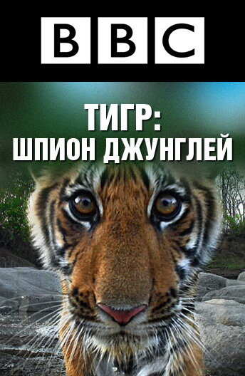 Смотреть BBC: Тигр – Шпион джунглей (2008) онлайн в Хдрезка качестве 720p