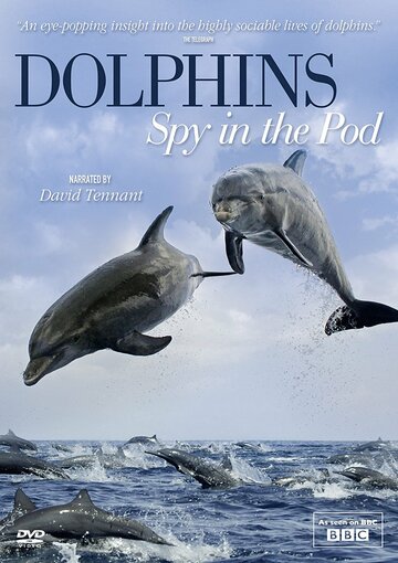Смотреть Дельфины скрытой камерой (2014) онлайн в Хдрезка качестве 720p