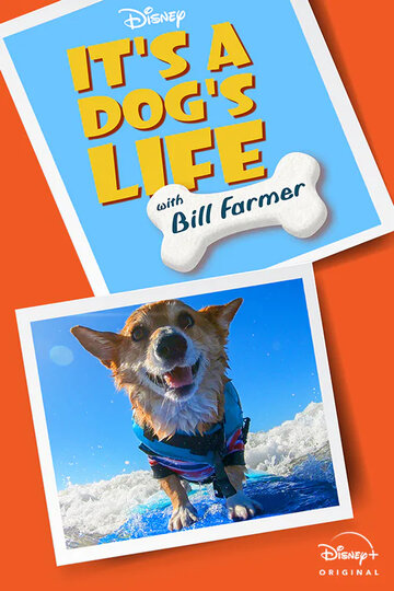 Смотреть It's A Dog's Life (2020) онлайн в Хдрезка качестве 720p